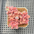 Echeveria 'Rezry' 2" Succulent Plant Cutting