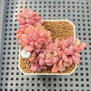 Echeveria 'Rezry' 2" Succulent Plant Cutting