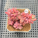Echeveria 'Rezry' 2" Succulent Plant Cutting