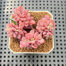 Echeveria 'Rezry' 2" Succulent Plant Cutting