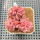 Echeveria 'Rezry' 2" Succulent Plant Cutting