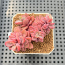 Echeveria 'Rezry' 2" Succulent Plant Cutting