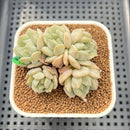 Echeveria 'Cream Puff' 2" Succulent Plant Cutting
