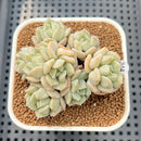 Echeveria 'Cream Puff' 2" Succulent Plant Cutting
