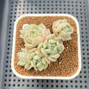 Echeveria 'Cream Puff' 2" Succulent Plant Cutting