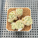 Echeveria 'Cream Puff' 2" Succulent Plant Cutting