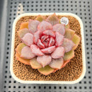 Echeveria 'Jadore' 2"-3" Succulent Plant Cutting