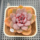 Echeveria 'Jadore' 2"-3" Succulent Plant Cutting