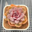 Echeveria 'Jadore' 2"-3" Succulent Plant Cutting