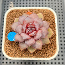Echeveria 'Jadore' 2"-3" Succulent Plant Cutting