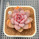 Echeveria 'Jadore' 2"-3" Succulent Plant Cutting