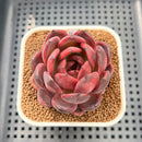 Echeveria 'Hongjo' ('Black Rose' x Laui Hybrid) 2" Flower Village Hybrid Succulent Plant Cutting