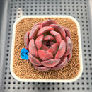 Echeveria 'Hongjo' ('Black Rose' x Laui Hybrid) 2" Flower Village Hybrid Succulent Plant Cutting