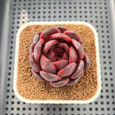 Echeveria 'Hongjo' ('Black Rose' x Laui Hybrid) 2" Flower Village Hybrid Succulent Plant Cutting