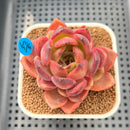Echeveria 'Hongjo' ('Black Rose' x Laui Hybrid) 2" Flower Village Hybrid Succulent Plant Cutting