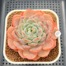 Echeveria 'Jade Heart' 3" Succulent Plant Cutting