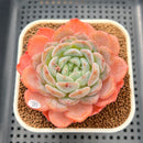 Echeveria 'Jade Heart' 3" Succulent Plant Cutting