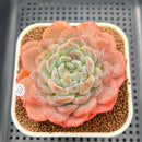 Echeveria 'Jade Heart' 3" Succulent Plant Cutting