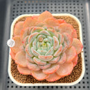 Echeveria 'Jade Heart' 3" Succulent Plant Cutting