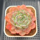Echeveria 'Jade Heart' 3" Succulent Plant Cutting