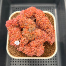 Echeveria 'Fabian' Crested 3" Succulent Plant Cutting