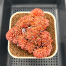 Echeveria 'Fabian' Crested 3" Succulent Plant Cutting