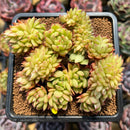 Echeveria 'Crystal' Crested 3" Succulent Plant Cutting
