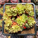 Echeveria 'Crystal' Crested 3" Succulent Plant Cutting
