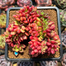 Cremneria 'Chubbs' Crested (Cremnophila linguifolia x Echeveria setosa var. ciliata) 3" Succulent Plant