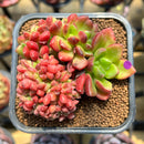 Cremneria 'Chubbs' Crested (Cremnophila linguifolia x Echeveria setosa var. ciliata) 3" Succulent Plant