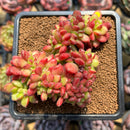 Cremneria 'Chubbs' Crested (Cremnophila linguifolia x Echeveria setosa var. ciliata) 3" Succulent Plant