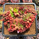 Cremneria 'Chubbs' Crested (Cremnophila linguifolia x Echeveria setosa var. ciliata) 3" Succulent Plant