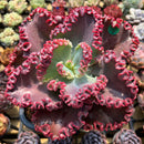 Echeveria 'Wedding Dress' 5" Large Succulent Plant Cutting