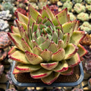 Echeveria Agavoides 'Puebla Maria' 5"-6" Extra Large Succulent Plant Cutting