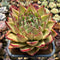 Echeveria Agavoides 'Puebla Maria' 5"-6" Extra Large Succulent Plant Cutting