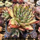 Echeveria Agavoides 'Puebla Maria' 5"-6" Extra Large Succulent Plant Cutting