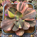 Echeveria 'Primadonna' Variegated 4" Succulent Plant Cutting