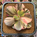 Echeveria 'Primadonna' Variegated 4" Succulent Plant Cutting