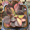Echeveria 'Primadonna' Variegated 4" Succulent Plant Cutting