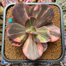 Echeveria 'Primadonna' Variegated 4" Succulent Plant Cutting