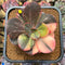 Echeveria 'Primadonna' Variegated 4" Succulent Plant Cutting