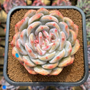 Echeveria 'Orange Monroe' 3" Succulent Plant Cutting
