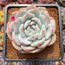Echeveria 'Orange Monroe' 3" Succulent Plant Cutting