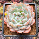Echeveria 'Orange Monroe' 3" Succulent Plant Cutting