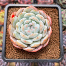 Echeveria 'Orange Monroe' 3" Succulent Plant Cutting