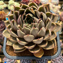 Echeveria 'Symphony' 5"-6" Large Succulent Plant Cutting