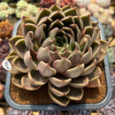 Echeveria 'Symphony' 5"-6" Large Succulent Plant Cutting