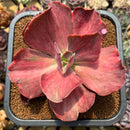 Echeveria 'Suyon' Variegated 5" Large Succulent Plant Cutting