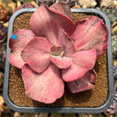 Echeveria 'Suyon' Variegated 5" Large Succulent Plant Cutting
