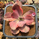 Echeveria 'Suyon' Variegated 5" Large Succulent Plant Cutting
